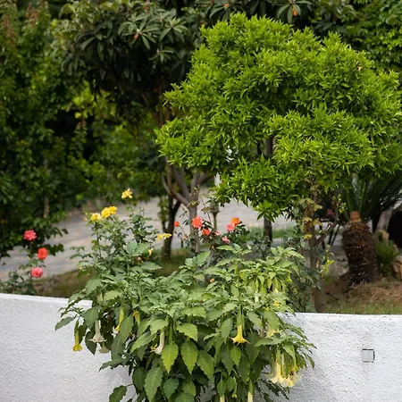 Seralis Pelion Афиссос